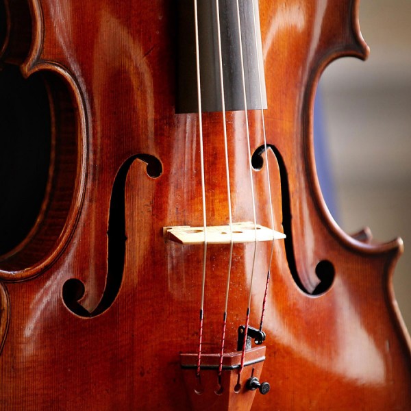 Close up of a viola